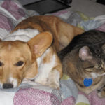 Cats N’ Corgis: Angel & Cosmo!