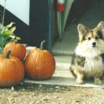 Preview Cam: Beamer The Horse Farm Corgi!