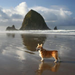 Corgi On The Beach: Dill!