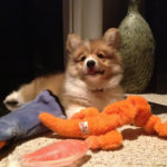 Ed The Corgi