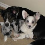 Blue Ribbon Blog: Turbo, Hampton and Windsor LeMaster!