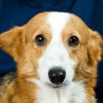Catching Up with CorgiPals: The 12 Corgis of Christmas!