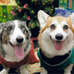 Christmas and Hannukah and All That Jazz!
