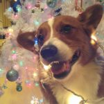 Lights, camera, egg NOG!