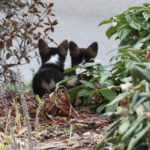 Up for Pups: Bella and Beau!