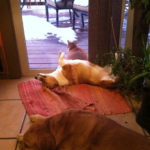 Sunday Schnoozling …