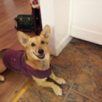 Coat Check: A Tale of Two Corgis!