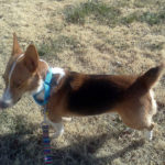 Thursday Adoptable: Gizzie of Kansas