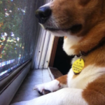 Corgi In The Window: Izzy!