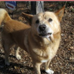 Adoptable Update: Lucky of Virginia