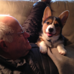 Real Men Love Corgis: Beau!