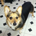 Thursday Adoptables: Cody of Kansas
