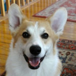 Happy First Birthday Copper John!