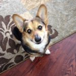 Thursday Adoptable Update: Cody of Kansas!