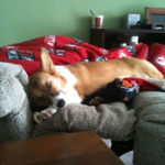 Sweet Corgi dreams, Lucy …