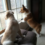 Wanted: Window Watchers!