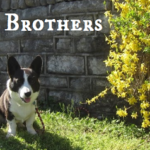 Blue Ribbon Blogger: The Brews Brothers