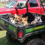 Oh Corgis. I love you the most!