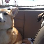 Corgin’ in a Convertible!