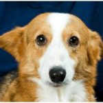 Catching Up with CorgiPals: If you build it, they will come …