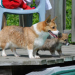 Big Corgi, Little Corgi!