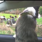 Drive-By Herding!