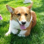 Thursday Adoptables: Buddy of Kansas
