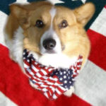 It’s OFFICIAL! Tucker The Corgi Master Raises $10,000!