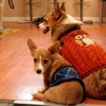 Big Corgi, Little Corgi: Lilu and Ein!