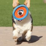 Frisbee Dominator: Aspen!
