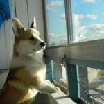 Wednesday Window Watchers