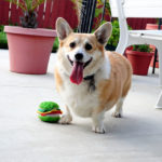 Catching Up with CorgiPals
