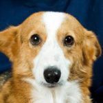 Catching Up With CorgiPals: We Are the Champions