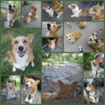 Summer-y Things To Do in NYC, by Dog About Town Carter!