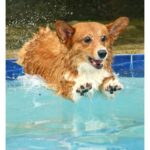 The Daily Corgi Is On VACATION!