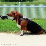 Massive Corgi-Eating Basset Hounds?!