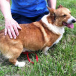 Thursday Adoptables: Dusty, Savannah and Fawn of Kansas
