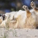 Happy Corgi is HAPPY!!
