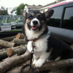 MacKenzie of Connecticut: Adventures in Puppyhood!