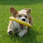 Summer Vacation Rolls On … with Frisbee Dogs!