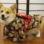 Catching Up with CorgiPals