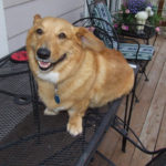 Catching Up with CorgiPals