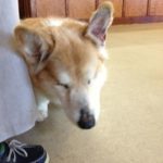 Catching Up with CorgiPals