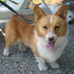 Catching Up with CorgiPals