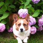 Cardi Love: Bernie and His Hydrangeas