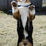 I Am Corgi-saurus Rex!!!