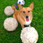 Corgi Solar System!