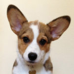Geordi: Puppypants Perfection!