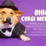 Ohio Corgi Meet-Up THIS Saturday August 3rd!