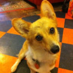 Pie of Kansas: A Slice of Corgi Life